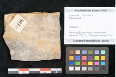 Foto (Objekt + Etikett) von Plantae indet.  (NHMW-GEO-2024-0188-11198)